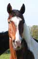 Photo cheval utilisée comme modèle pour la réalisation du portrait animalier